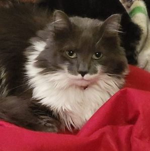 Meet your Posher, Christy